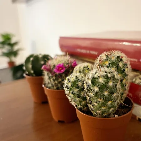 Casa Porpora 公寓 罗马